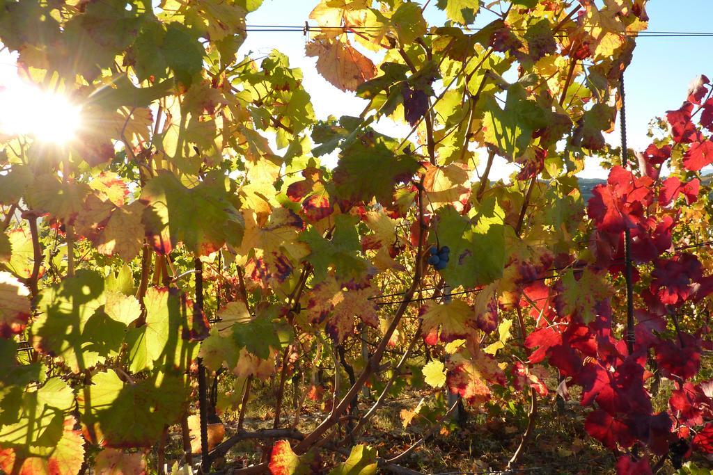 Bricco Rosso Farigliano